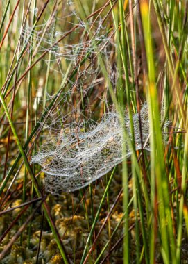 Harika örümcek ağlarıyla makro fotoğraf, yakın görüş, hassas doğa oluşumu, sonbahar