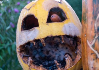 Güzel Cadılar Bayramı balkabağı, oyulmuş balkabağı Cadılar Bayramı kutlaması, sonbahar