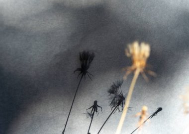 Çiçek gölgesi, bulanık arka plan, gölge ve duvar kağıdıyla soyut yaşam