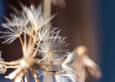 makro bitki fotoğrafçılığı, bulanık arkaplan ve gölge, seçici odak, duvar kağıdı