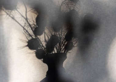 Çiçek gölgesi, bulanık arka plan, gölge ve duvar kağıdıyla soyut yaşam