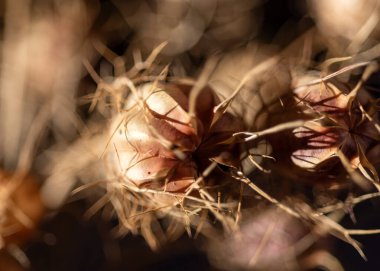 makro bitki fotoğrafçılığı, bulanık arkaplan ve gölge, seçici odak, duvar kağıdı