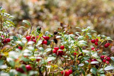 Bitki örtüsü, yaz bitkilerinin güzel temsilcileri.