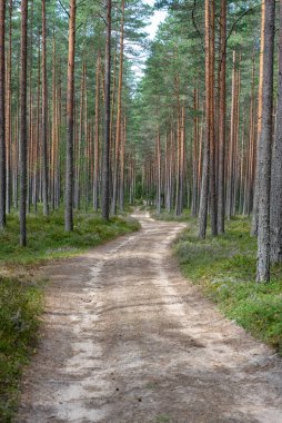 Basit bir orman yolu olan manzara, doğa eğlence konsepti, yaz.