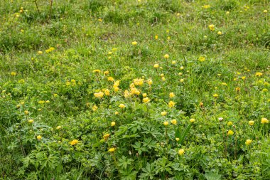 Bitki örtüsü, yaz bitkilerinin güzel temsilcileri.
