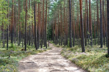 Bitki örtüsü, yaz bitkilerinin güzel temsilcileri.