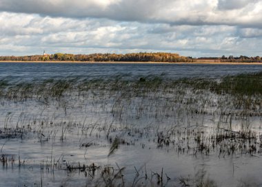 Fırtına sırasında göl kıyısı, bulanık su, ağaçlar ve çimenler, Burtnieki Gölü, Letonya