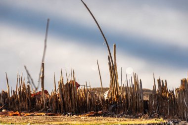 Kentte kış mevsiminde gökdelenleri andıran kesilmiş bir ağaç kütüğüyle soyut bir resim.