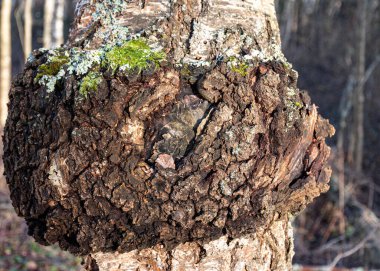 Bir huş ağacının gövdesinde yetişen chaga mantarı, vahşi çiğ gıda chaga parazit mantarı, tedavi için geleneksel halk alternatif tıbbında kullanılır, Letonya