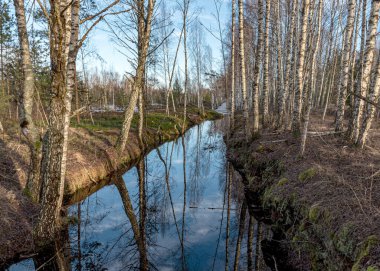 winter landscape without snow, swamp ditches, white birches on the ditch bank, reflections, Seda swamp trail, Latvia, winter clipart