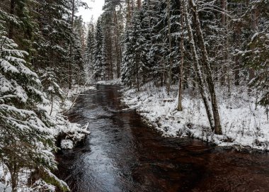 Küçük, vahşi bir nehir olan kış manzarası, bulanık su, nehir kıyısında karla kaplı ağaçlar, Strikupe, Vaidava, Letonya