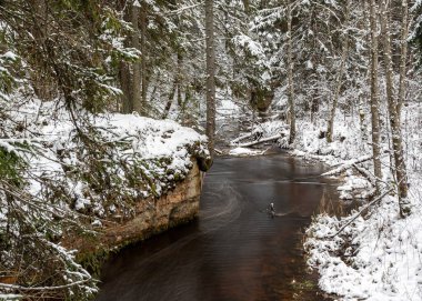 Küçük, vahşi bir nehir olan kış manzarası, bulanık su, nehir kıyısında karla kaplı ağaçlar, Strikupe, Vaidava, Letonya