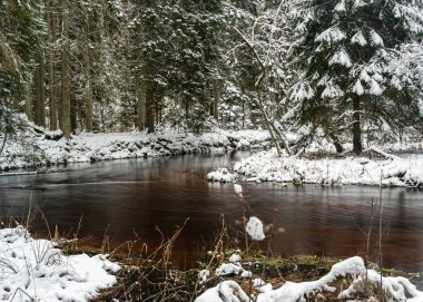 Küçük, vahşi bir nehir olan kış manzarası, bulanık su, nehir kıyısında karla kaplı ağaçlar, Strikupe, Vaidava, Letonya