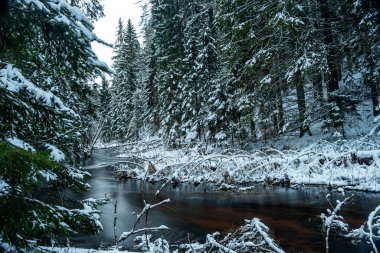 Küçük, vahşi bir nehir olan kış manzarası, bulanık su, nehir kıyısında karla kaplı ağaçlar, Strikupe, Vaidava, Letonya
