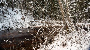 Küçük, vahşi bir nehir olan kış manzarası, bulanık su, nehir kıyısında karla kaplı ağaçlar, Strikupe, Vaidava, Letonya