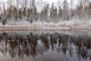 Sakin göl, beyaz ağaçlar, sazlıklar, durgun gölün yansımaları, doğada büyüleyici huzur, Vaidava Gölü, Letonya, kış