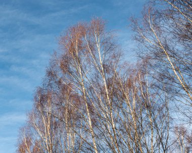 abstract picture with reflections of trees in water, fuzzily, blurred silhouettes of trees reflected in a swamp ditch, winter clipart