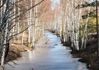 winter landscape without snow, swamp ditches, white birches on the ditch bank, ice covers the ditch, Seda swamp trail, Latvia, winter clipart