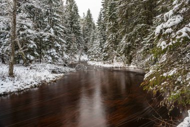 Küçük, vahşi bir nehir olan kış manzarası, bulanık su, nehir kıyısında karla kaplı ağaçlar, Strikupe, Vaidava, Letonya