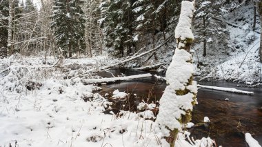 Küçük, vahşi bir nehir olan kış manzarası, bulanık su, nehir kıyısında karla kaplı ağaçlar, Strikupe, Vaidava, Letonya