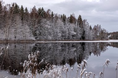 Sakin göl, beyaz ağaçlar, sazlıklar, durgun gölün yansımaları, doğada büyüleyici huzur, Vaidava Gölü, Letonya, kış
