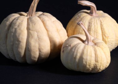 Beyaz balkabaklarıyla hayat, dekoratif bir balkabağına yakın çekim, telafuz edilen doku, bahar