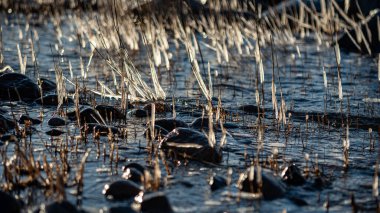Kıyı manzarası, rüzgarlı kış günü, donmuş buz oluşumları, Baltık Denizi, Letonya