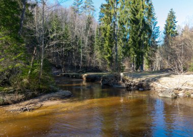 Bahar manzarası, küçük, hızlı, vahşi bir nehir, nehirde ve kıyıda düşen ağaçlar, Raunis, Letonya, bahar