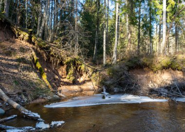 Bahar manzarası, küçük, hızlı, vahşi bir nehir, nehirde ve kıyıda düşen ağaçlar, Raunis, Letonya, bahar