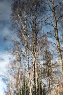 abstract picture with reflections of trees in water, fuzzily, blurred silhouettes of trees reflected in a swamp ditch, winter clipart