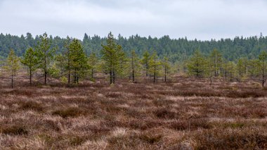 Karsız bataklık kış manzarası, kışın bataklık bitkisi, çam ağaçları, eski çimenler, yosunlar, kış