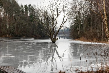 Gölün ortasında yapayalnız bir ağacın olduğu manzara, buzun üzerindeki yansımalar, gri gün, solgun, Letonya, kış