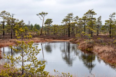 Karsız bir bataklığın kış manzarası, buzla kaplı bir gölet, yansımalar, kışın bataklık bitkileri, çam ağaçları, eski çimenler, yosun, kış