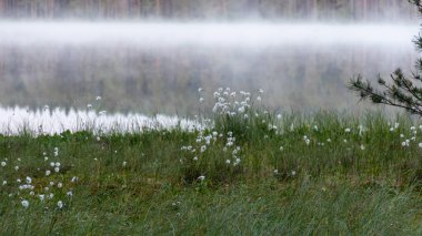 Cotton grass is a genus of sedges, they are common in northern hemisphere temperate swamps and tundra, wet forests, Eriophorum vaginatum, fog background clipart