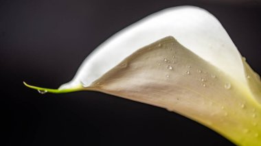 Koyu arkaplanda beyaz kalla çiçeği, yakın plan görünümü, makro