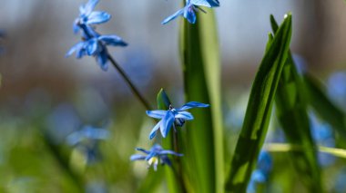İlk çiçek açan bahar soğanlarından biri olan Scilla Siberica, ilkbaharda doğal bir arka planda, ilkbaharda