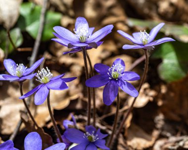 Mavi çiçekler, ilkbaharda Hepatica doğal bir arka planda, bahar