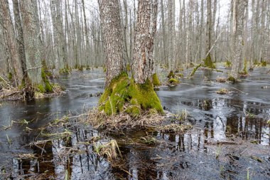 Flooded forest, forest wetland, melting snow and ice, puddles of water between tree trunks reflecting forest and tree shadows, Slokas nature trail, Latvia, spring clipart