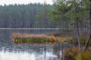 Bataklık gölü kıyısı, orman ve bataklık bitkisi, yağmurlu ve bulutlu sonbahar günü, göl yüzeyinde yağmur dokusu