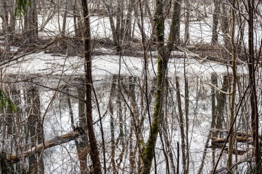 Ormandaki yaşlı ağaçlar, devrilmiş ağaçlar, ilkbaharın başlarında, kuru yapraklar ve zemini kaplayan çimenler.