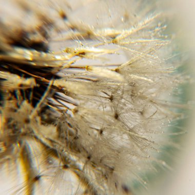 Bahar çiçekleri, baharın müjdecileri ilkbaharda açan ilk çiçekler, yakın plan çiçekler.