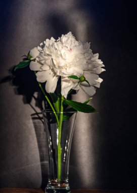 Durgun hayat beyaz noktalı çiçekli, arka planda sessiz gölgeler, yumuşak akşam ışığı, bulanık arka plan