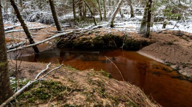 Ormanlı kış manzarası, karla kaplı sihirli ağaçlar, küçük, vahşi nehir, nehrin üzerinde devrilmiş ağaçlar, Letonya