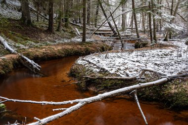 Ormanlı kış manzarası, karla kaplı sihirli ağaçlar, küçük, vahşi nehir, nehrin üzerinde devrilmiş ağaçlar, Letonya