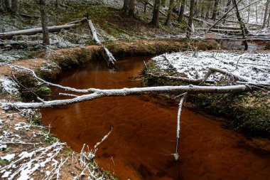 Ormanlı kış manzarası, karla kaplı sihirli ağaçlar, küçük, vahşi nehir, nehrin üzerinde devrilmiş ağaçlar, Letonya