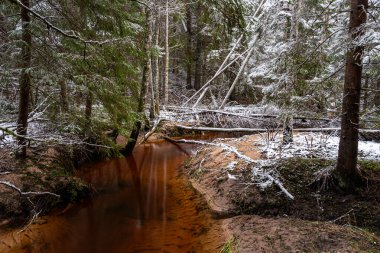 Ormanlı kış manzarası, karla kaplı sihirli ağaçlar, küçük, vahşi nehir, nehrin üzerinde devrilmiş ağaçlar, Letonya