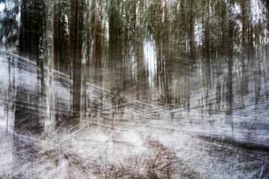 Ormanlı kış manzarası, karla kaplı büyülü ağaçlar, muhteşem kış günü, Letonya