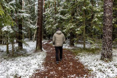 Ormanlı kış manzarası, karla kaplı büyülü ağaçlar, muhteşem kış günü, Letonya