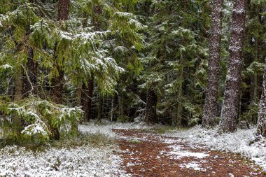 Ormanlı kış manzarası, karla kaplı büyülü ağaçlar, muhteşem kış günü, Letonya