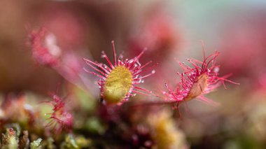Geleneksel bir bataklık bitkisi olan Drosera, böceksi bitkilerin, bataklık bitkilerinin bir cinsidir.